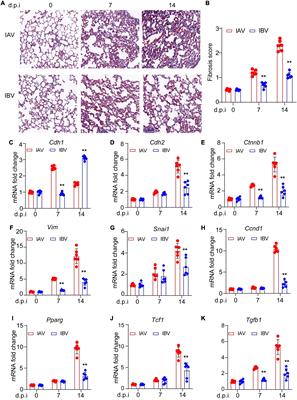 Influenza A and B Virus-Triggered Epithelial–Mesenchymal Transition Is Relevant to the Binding Ability of NA to Latent TGF-β